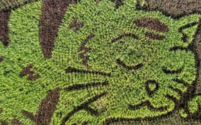 ধানক্ষেত যখন ছবির ক্যানভাস