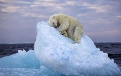 শিরোপা জিতল হিমশৈলের উপর ঘুমন্ত এক মেরু ভল্লুকের ছবি