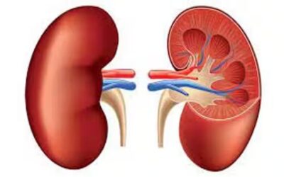 ফাস্টফুডে বেশি আসক্তি কিডনির জন্য বিপদ